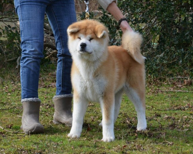 H'kenzo go sara hana kensha