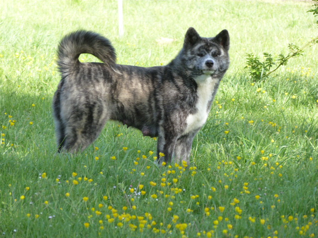 Birei birei go hachimantai