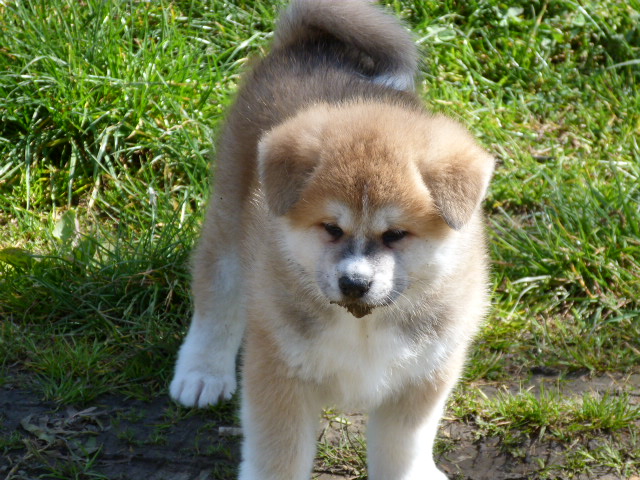 chiots