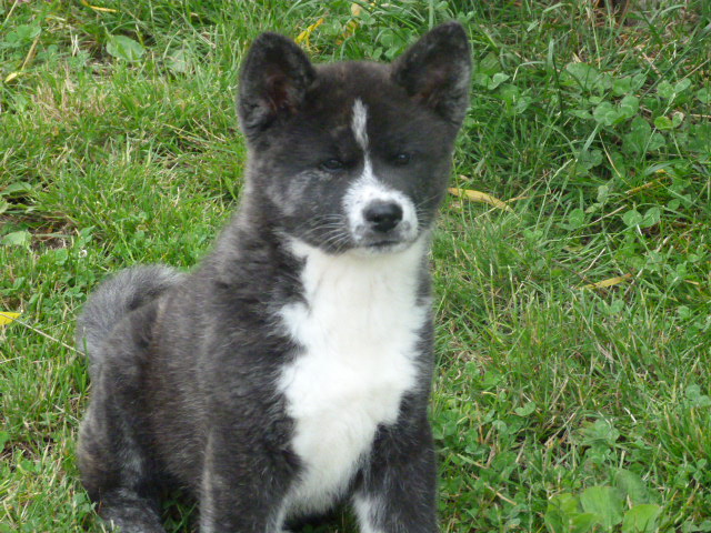 CHIOTS DISPONIBLE